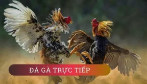 Cách Chơi Đá Gà GA28 Tại U88 Hiểu Luật Và Mẹo Chơi Chi Tiết Cho Người Mới