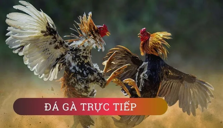 Cách Chơi Đá Gà GA28 Tại U88 Hiểu Luật Và Mẹo Chơi Chi Tiết Cho Người Mới
